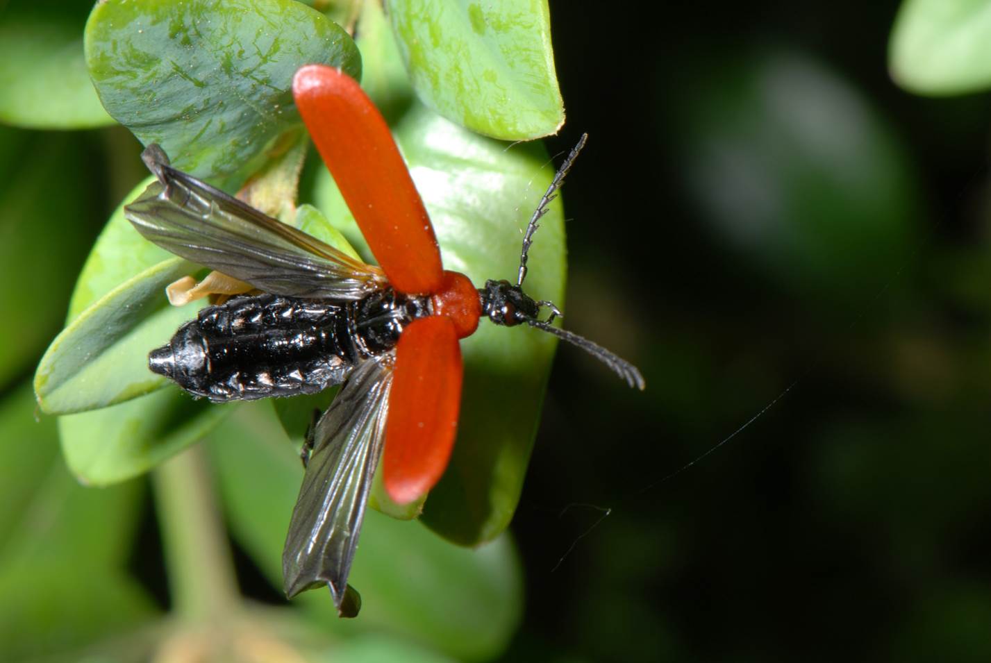 A close up of an insect on a branch

Description automatically generated