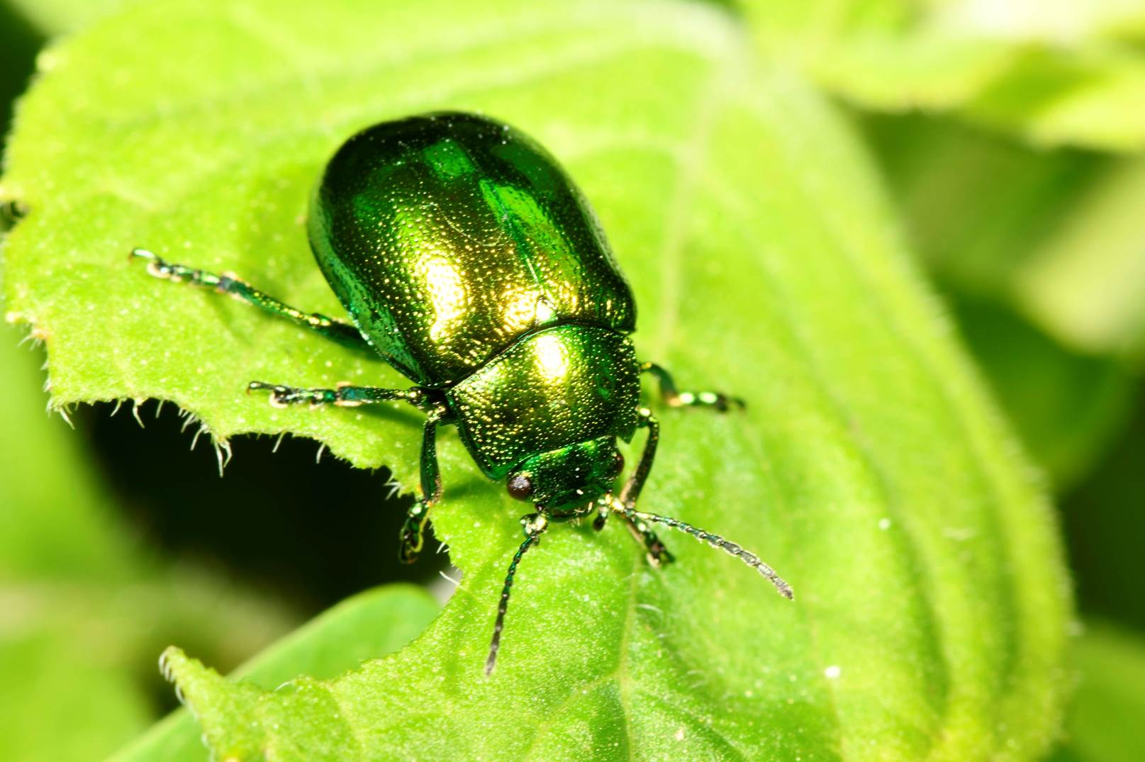 A green bug on a leaf

Description automatically generated with medium confidence