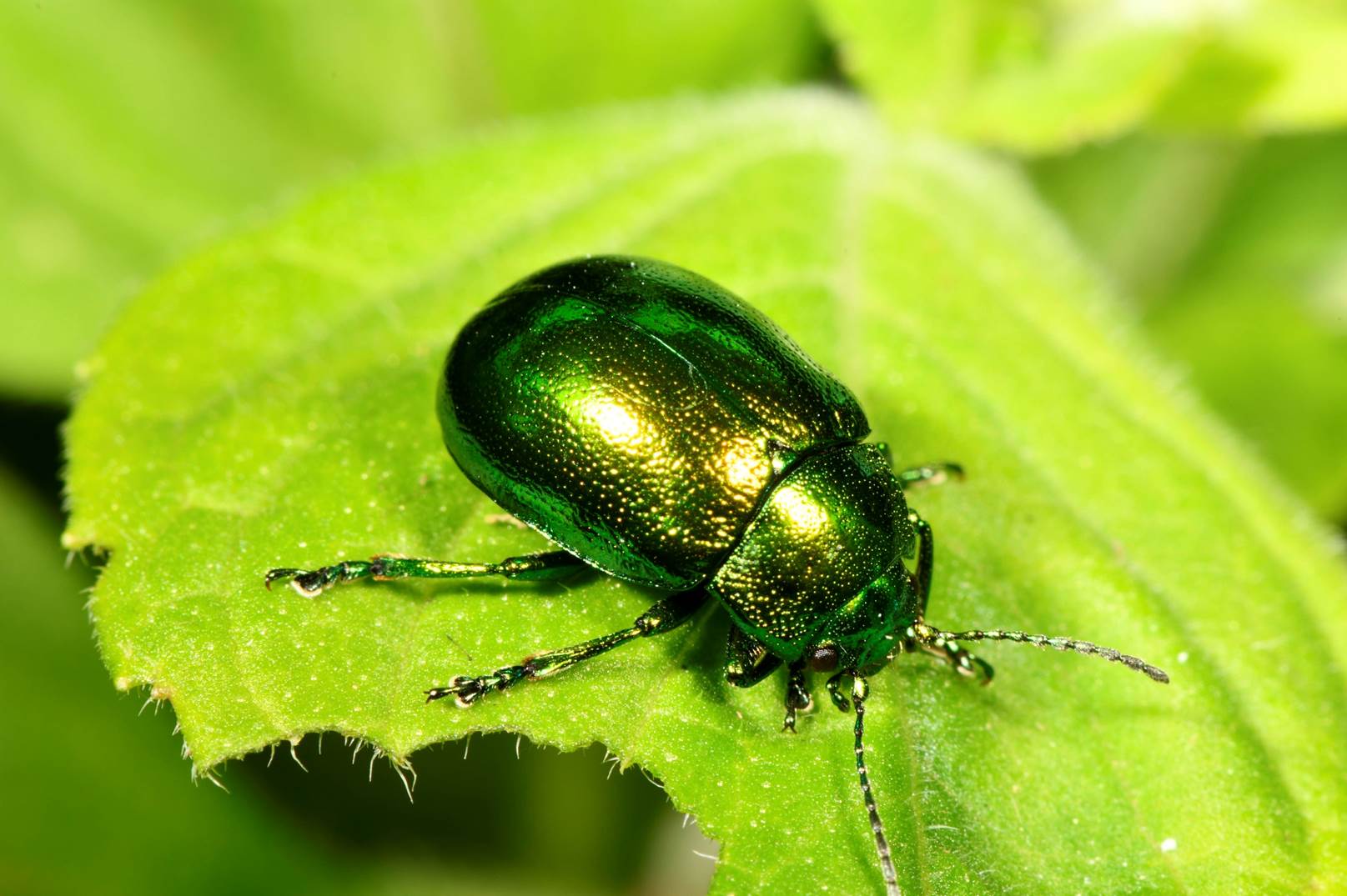 A green bug on a leaf

Description automatically generated with medium confidence