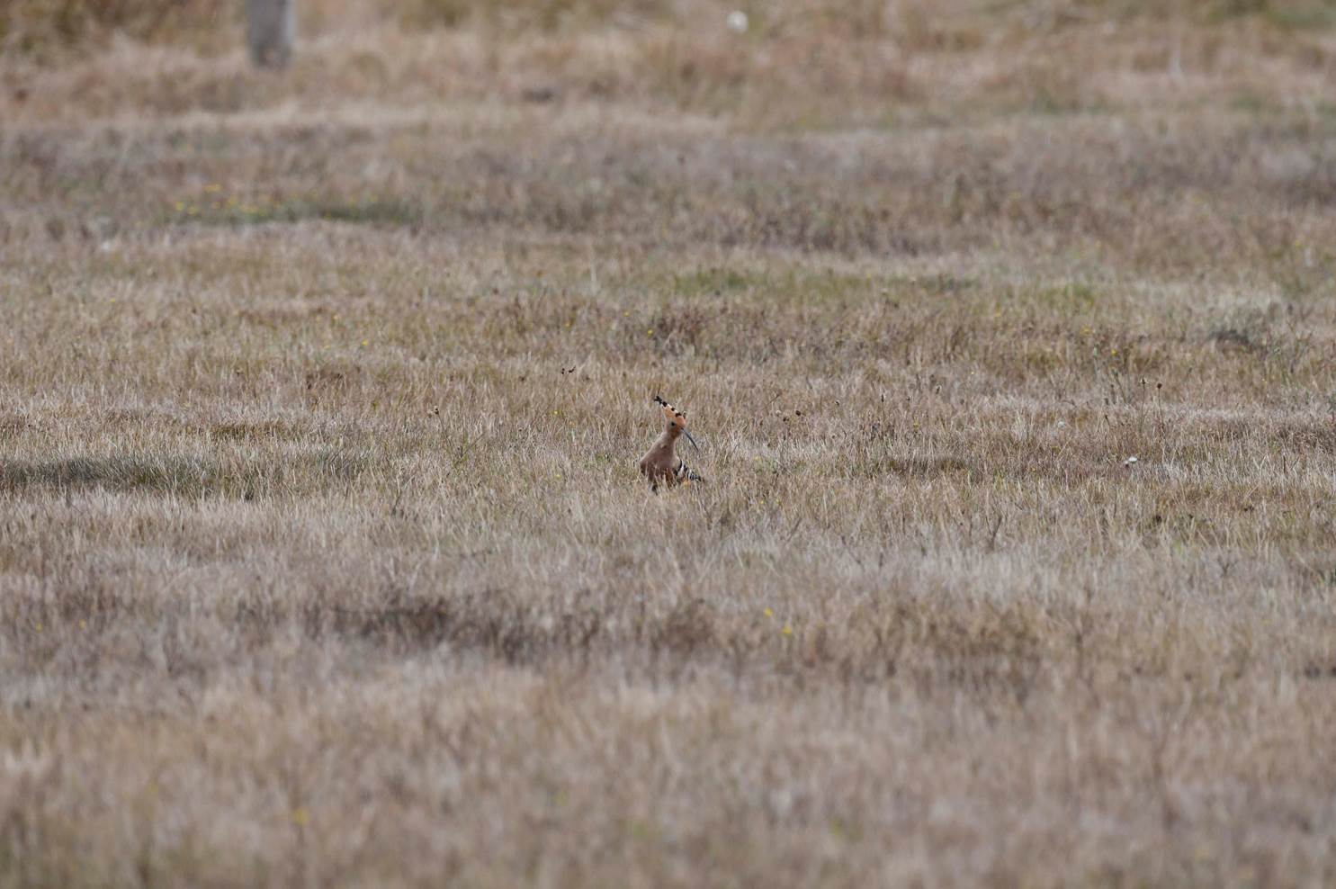A rabbit in a field

Description automatically generated